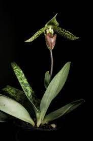 Paphiopedilum sukhakulii: Orquidea Zapatito 3