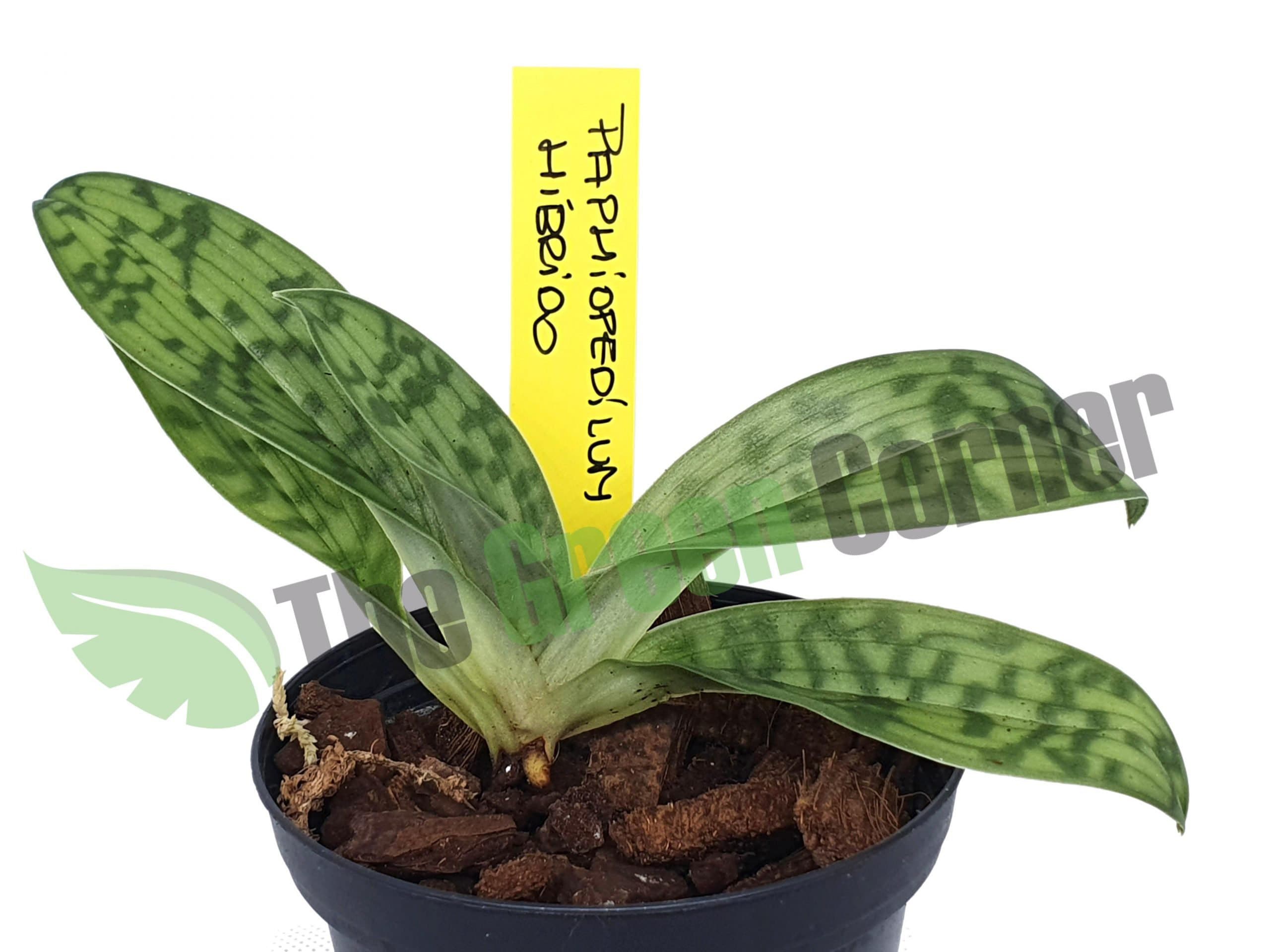 Las orquídeas Paphiopedilum híbrida son también conocidas como Sandalia de Venus