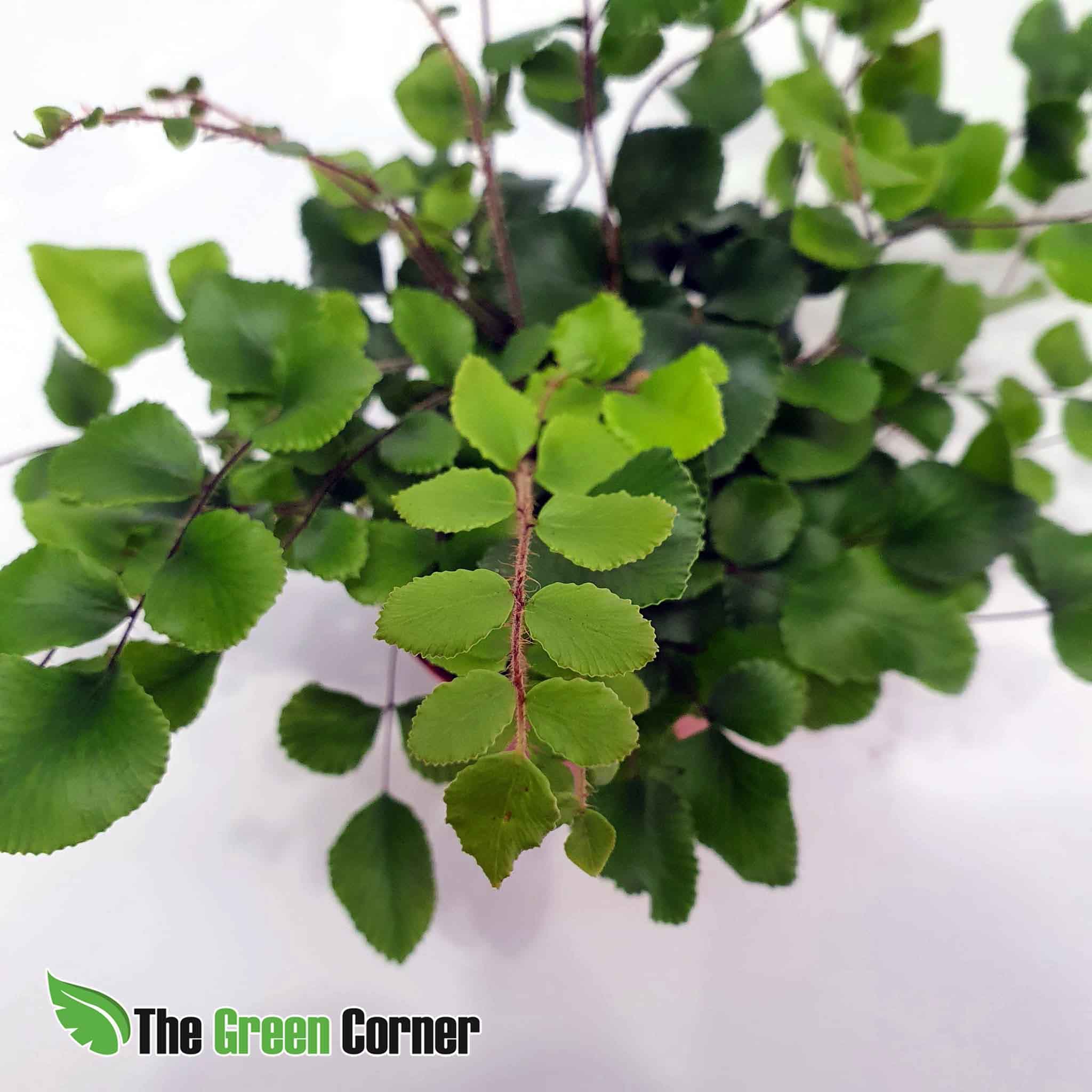 Pellaea Rotundifolia: helecho boton 3