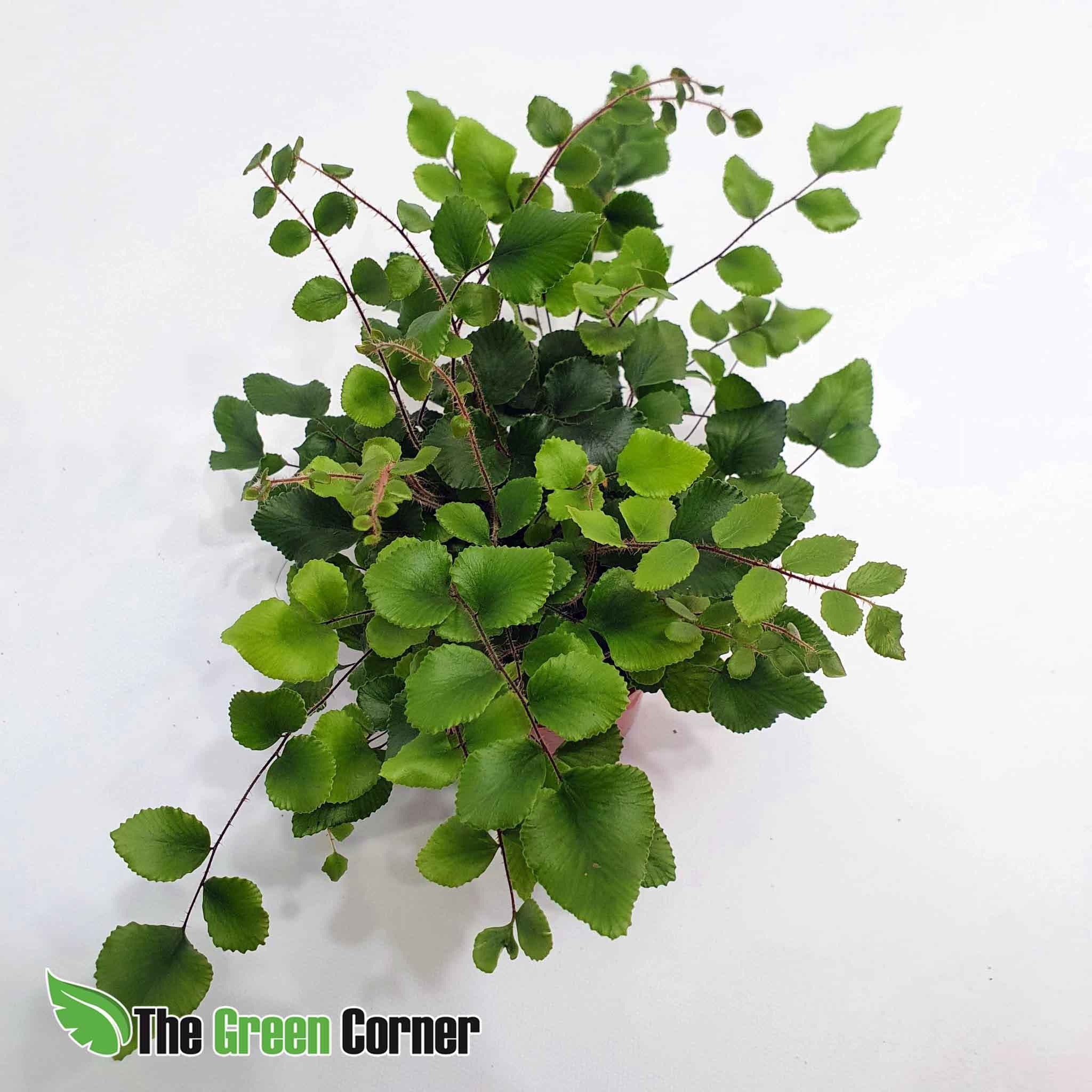 Pellaea Rotundifolia o Helecho de Boton Es un helecho que se da especialmente bien en terrarios tropicales y como planta de interior.