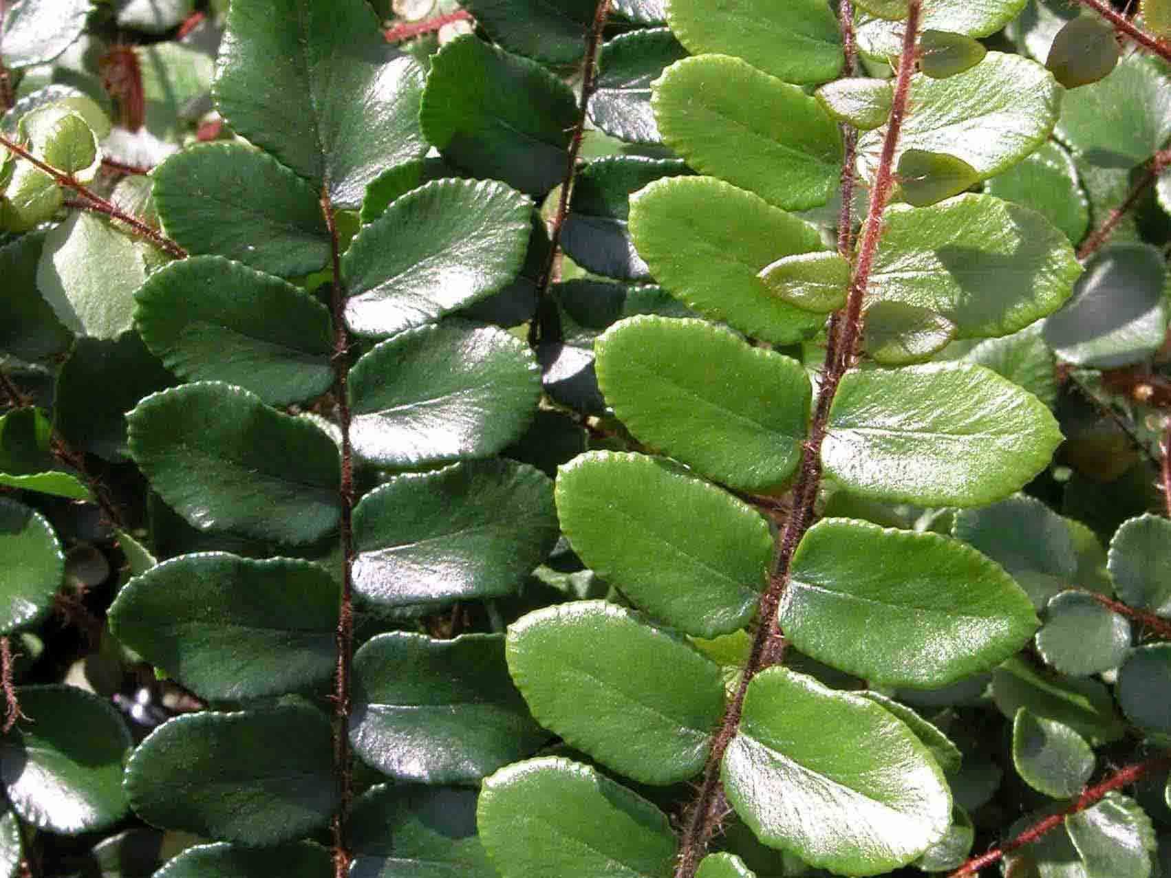 Pellaea Rotundifolia: helecho boton 4