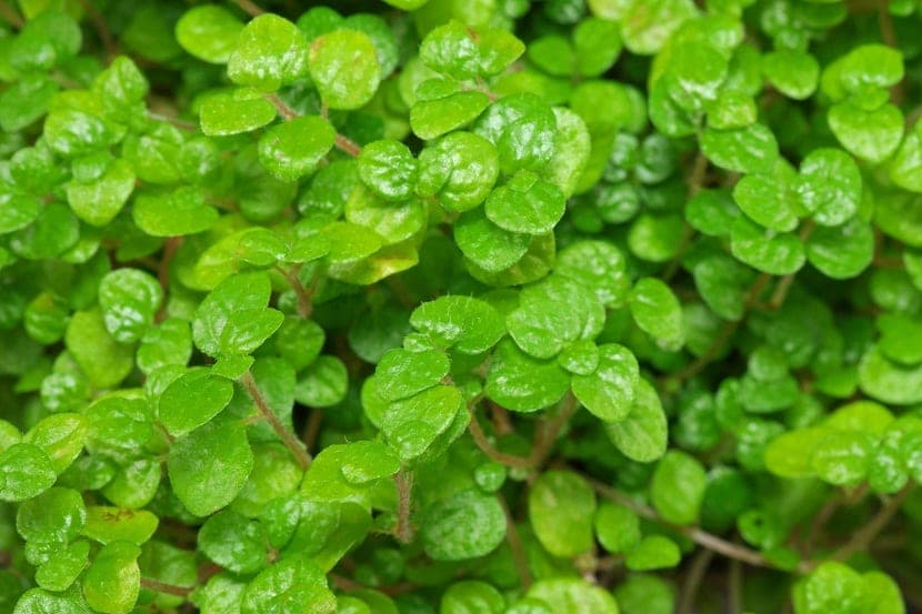 SOLEIROLIA SP: Plantas para terrario 3