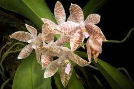 Phalaenopsis hieroglyphica 3