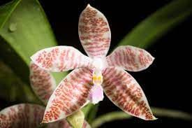 Phalaenopsis hieroglyphica 4