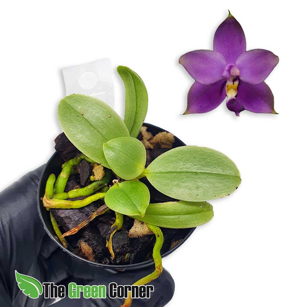 Phalaenopsis Princess violet: Una de nuestras conocidas phalaenopsis con floracion morada intensa. Preciosa variedad para coleccionistas!
