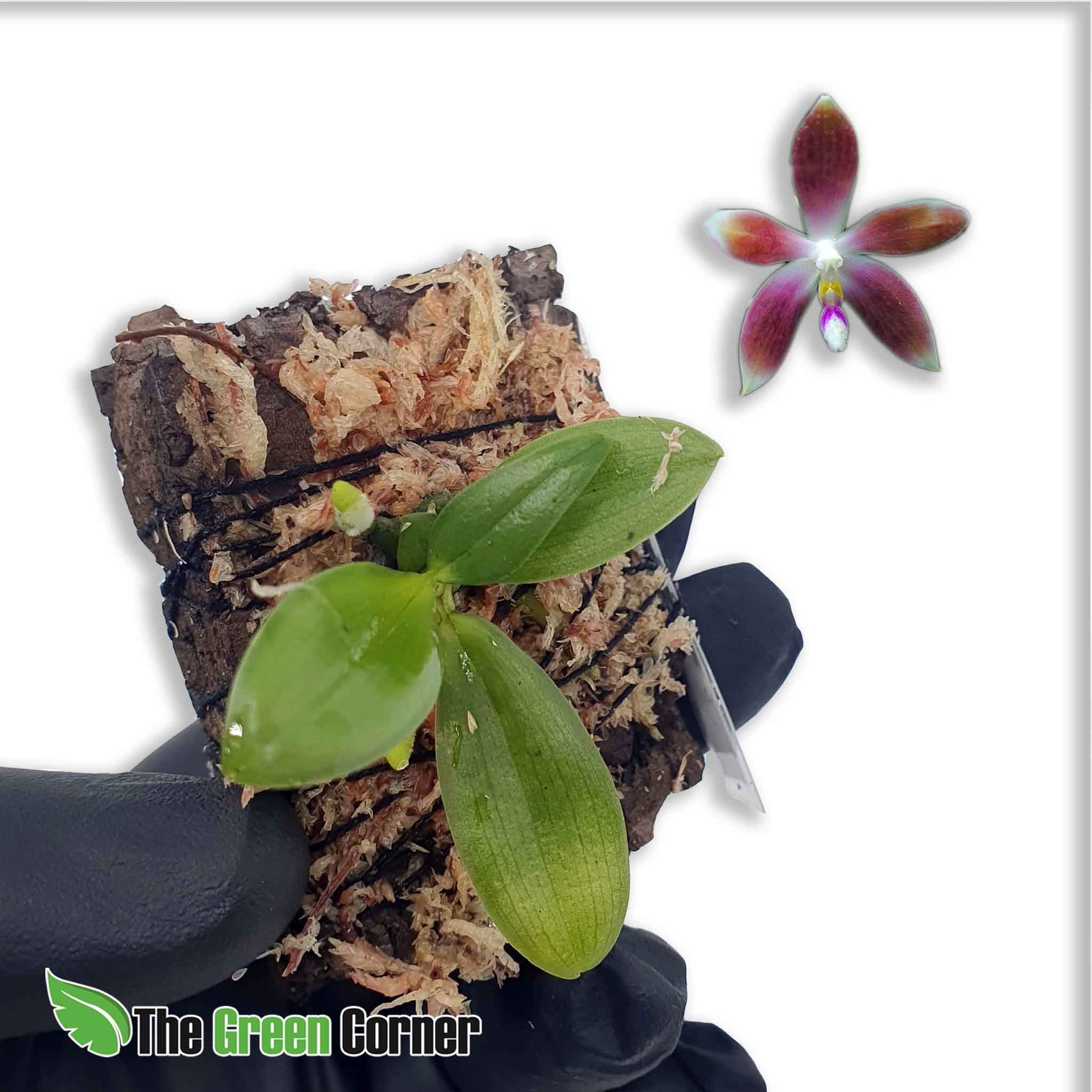 Phalaenopsis speciosa en kit de rustificacion: tus orquideas en proceso de adaptación para que puedas disfrutar de todo el proceso vegetativo.