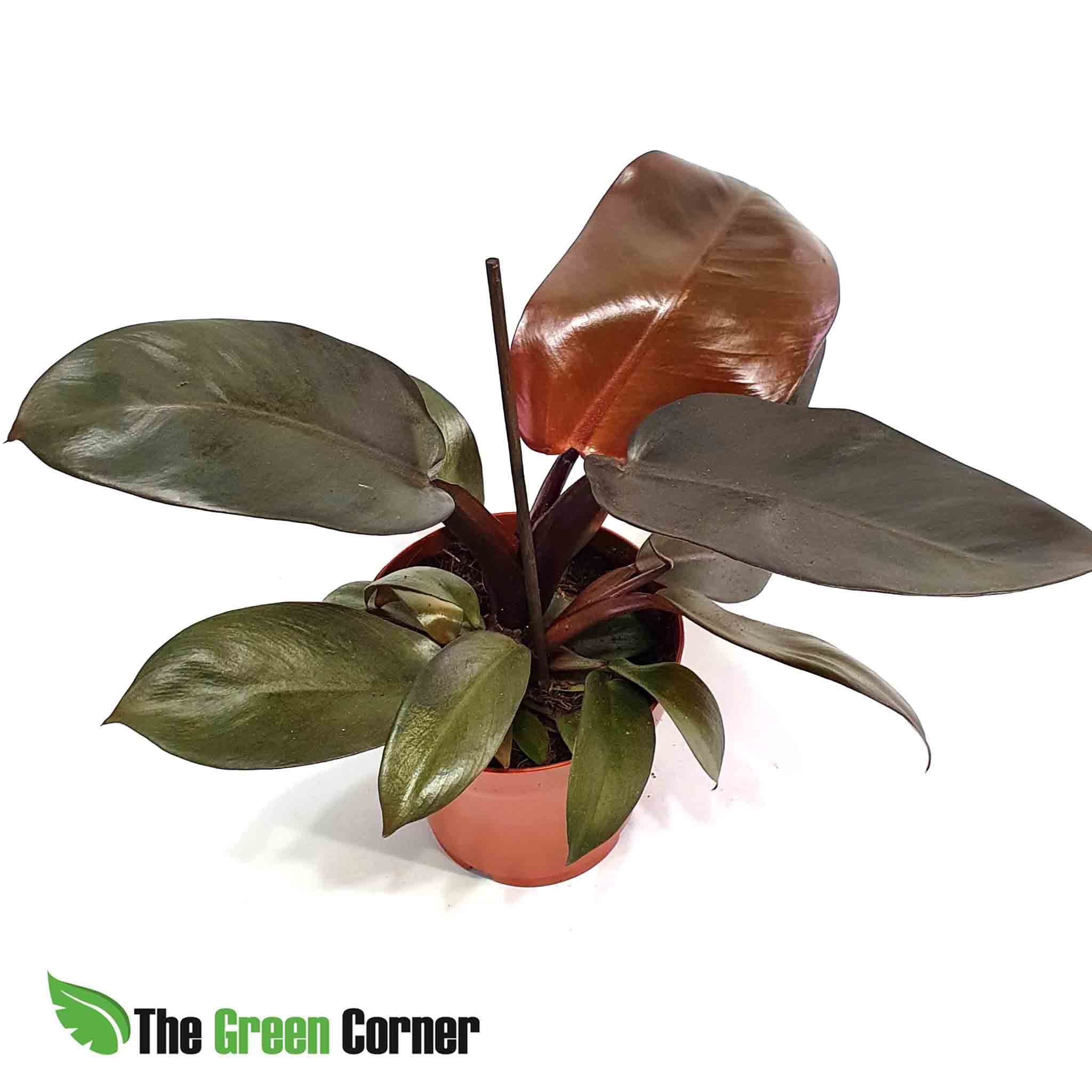 Philodendron Black Cardinal: Preciosa planta de la familia de las Araceas