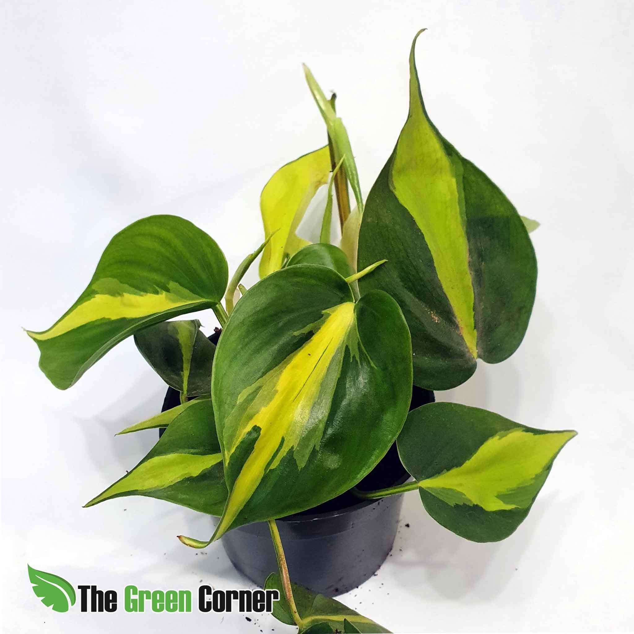 Philodendron scandens "Brasil": una de las preciosas plantas para terrario seleccionadas desde nuestra propia experiencia.