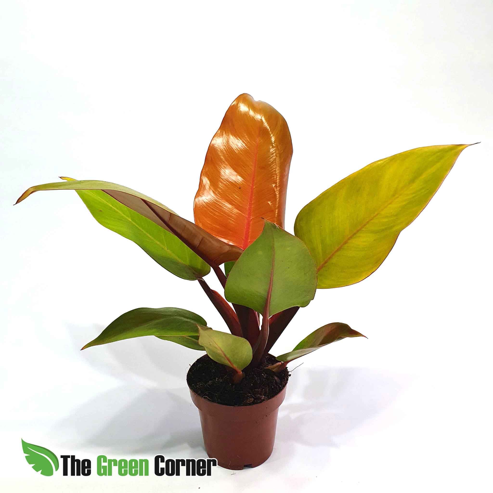 Philodendron Red Sun: Preciosa planta de la familia de las Araceas