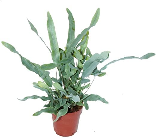 phlebodium-Blue-star