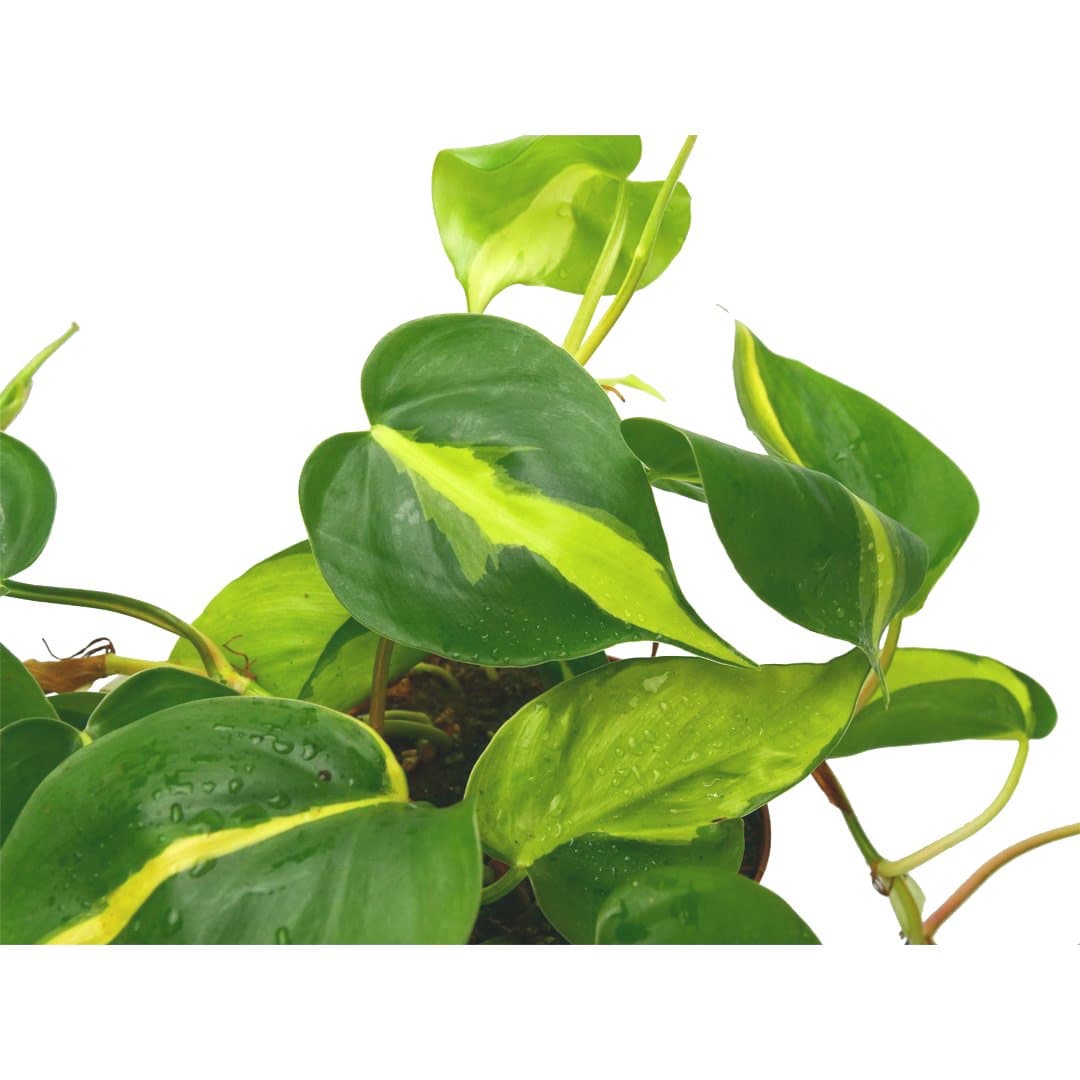 PHILODENDRON SCANDENS "BRASIL": Plantas para terrario 4