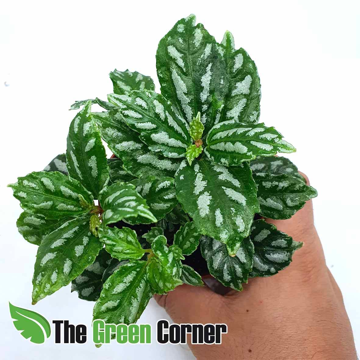 Pilea cardierei; es una planta tropical procedente de America central y del Sur
