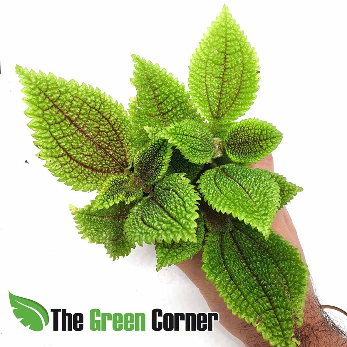 Pilea involucrata; es una planta tropical procedente de America central y del Sur