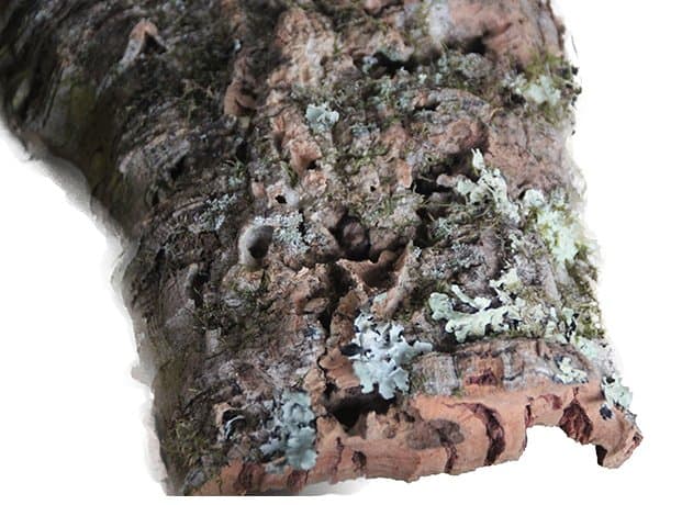Corcho natural en placas imprescindible para todo tipo de saurios arborícolas