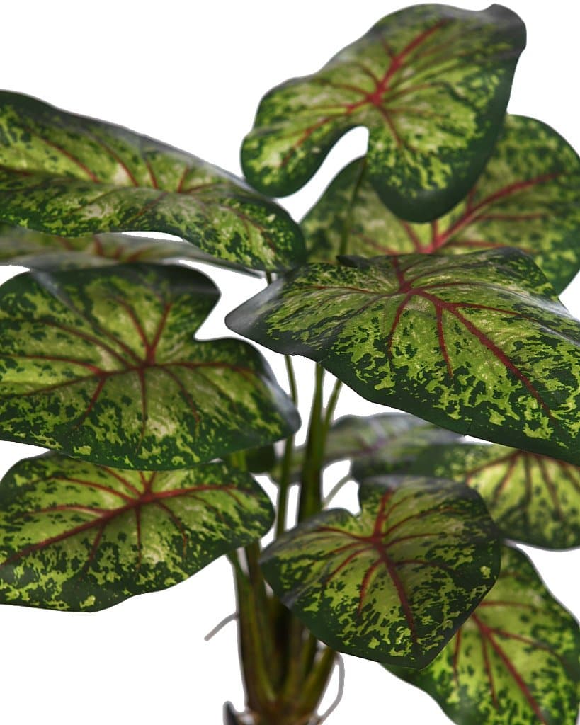 siempre usamos especies reales para que puedas decorar tu montaje de la mejor manera posible