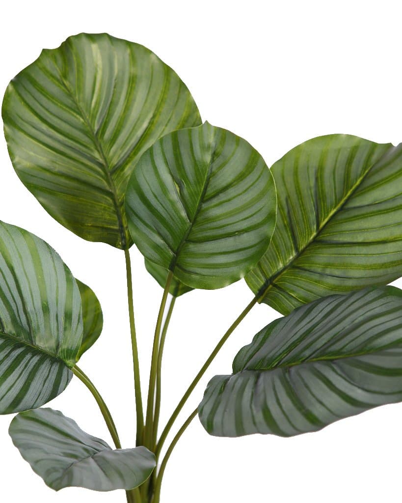 Ideal planta calathea para decorar y dar un toque natural en tus composiciones sin la preocupación de regar.