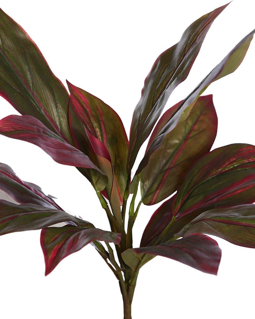 Cordyline Tacto Natural 45cm 2