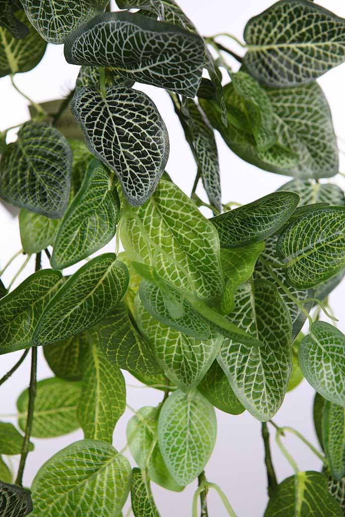 Fitonia Colgante Artificial 130cm 2