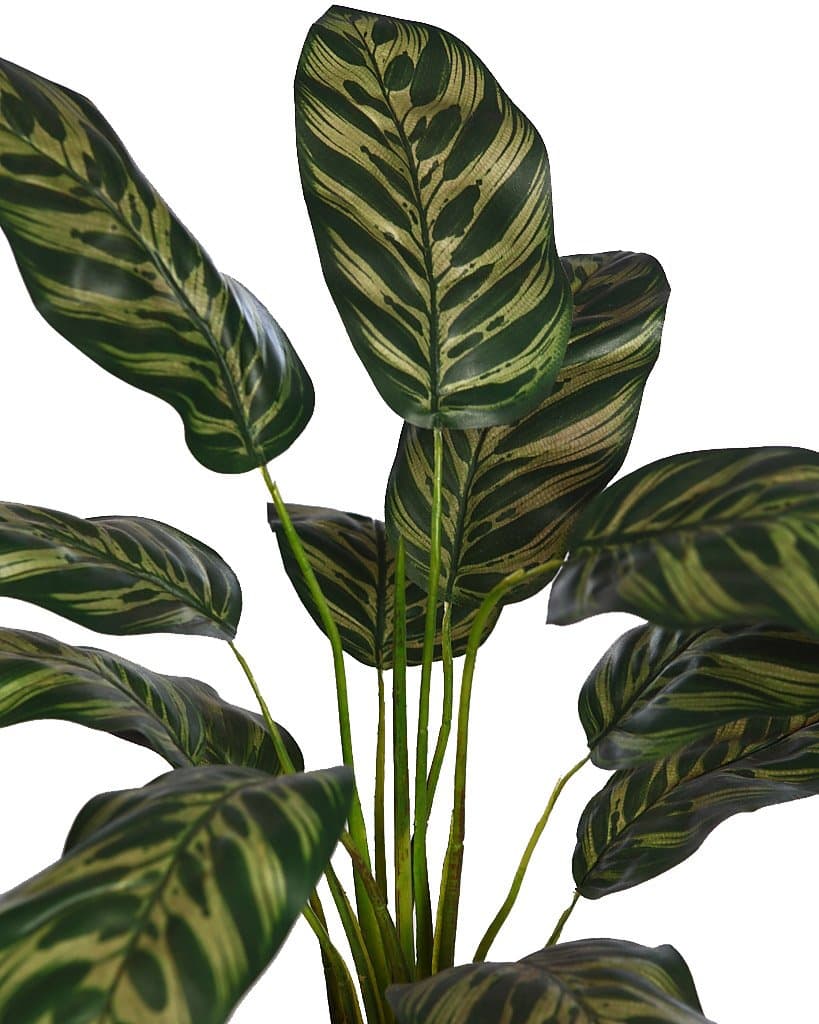 Planta Peacock 51cm 2