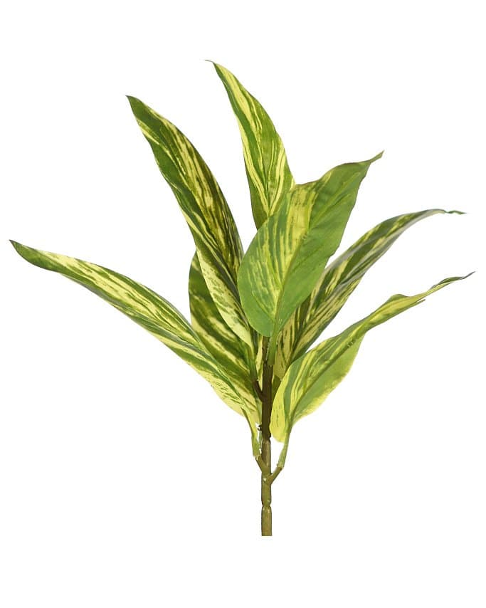 Stock de las mejores plantas tropicales para que podáis realizar vuestros arreglos como lo hacen los profesionales del sector
