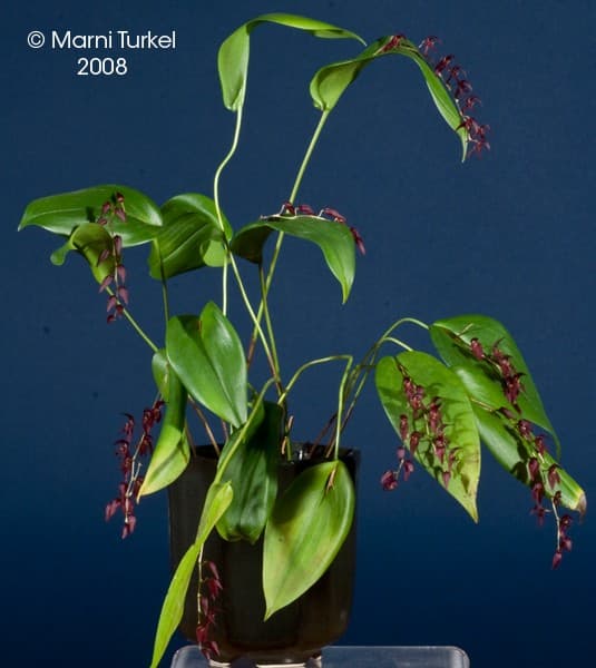 Pleurothallis rowleei: Orquidea de tamaño medio 3