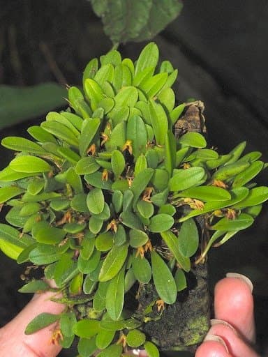 Pleurothallis minutalis (Anathallis minutalis): Orquidea de pequeño tamaño 4