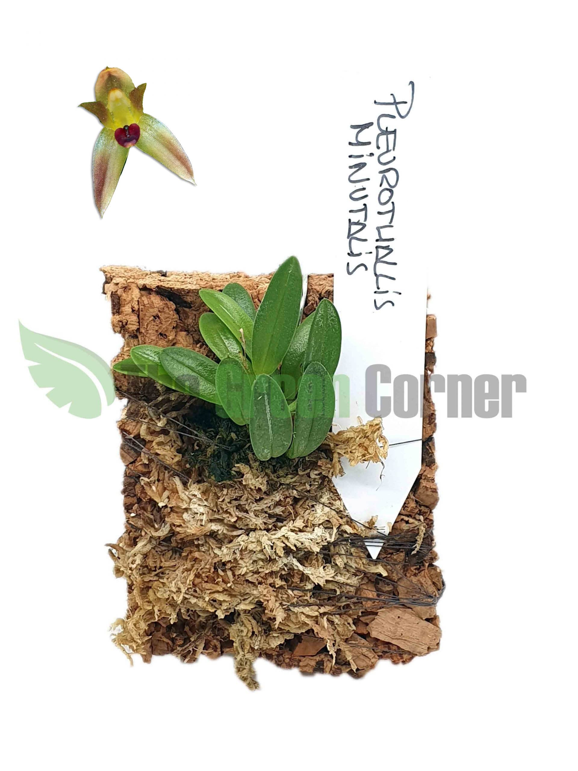 Pleurothallis minutalis: Imprescindible Orquídea miniatura para coleccionistas