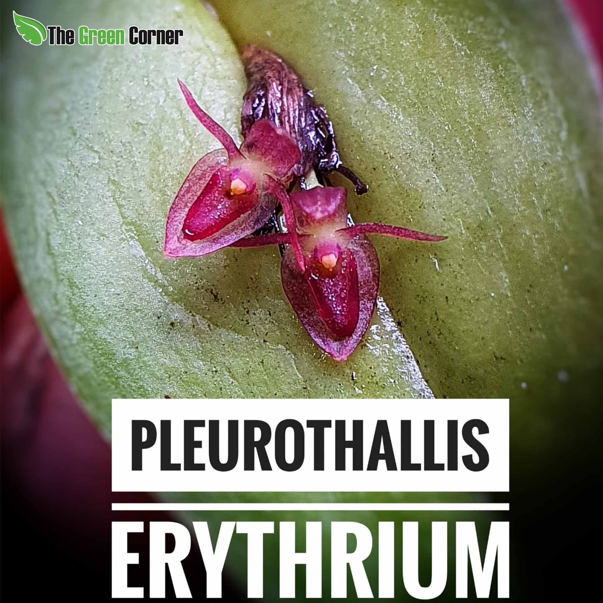 Pleurothallis erythrium: Orquideas de ecuador 3