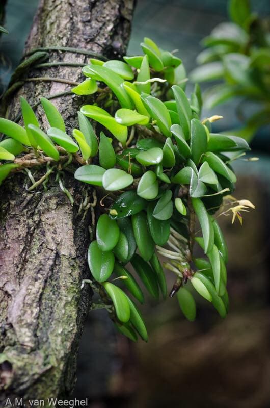 Pleurothallis minutalis (Anathallis minutalis): Orquidea de pequeño tamaño 3
