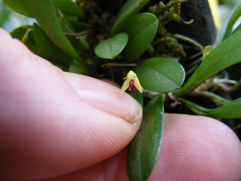 Pleurothallis minutalis (Anathallis minutalis): Orquidea de pequeño tamaño 2
