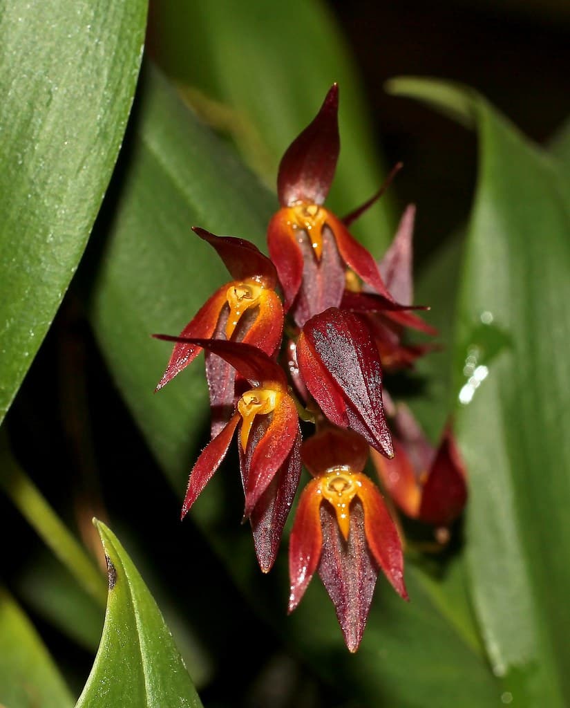 Pleurothallis rowleei: Orquidea de tamaño medio 4