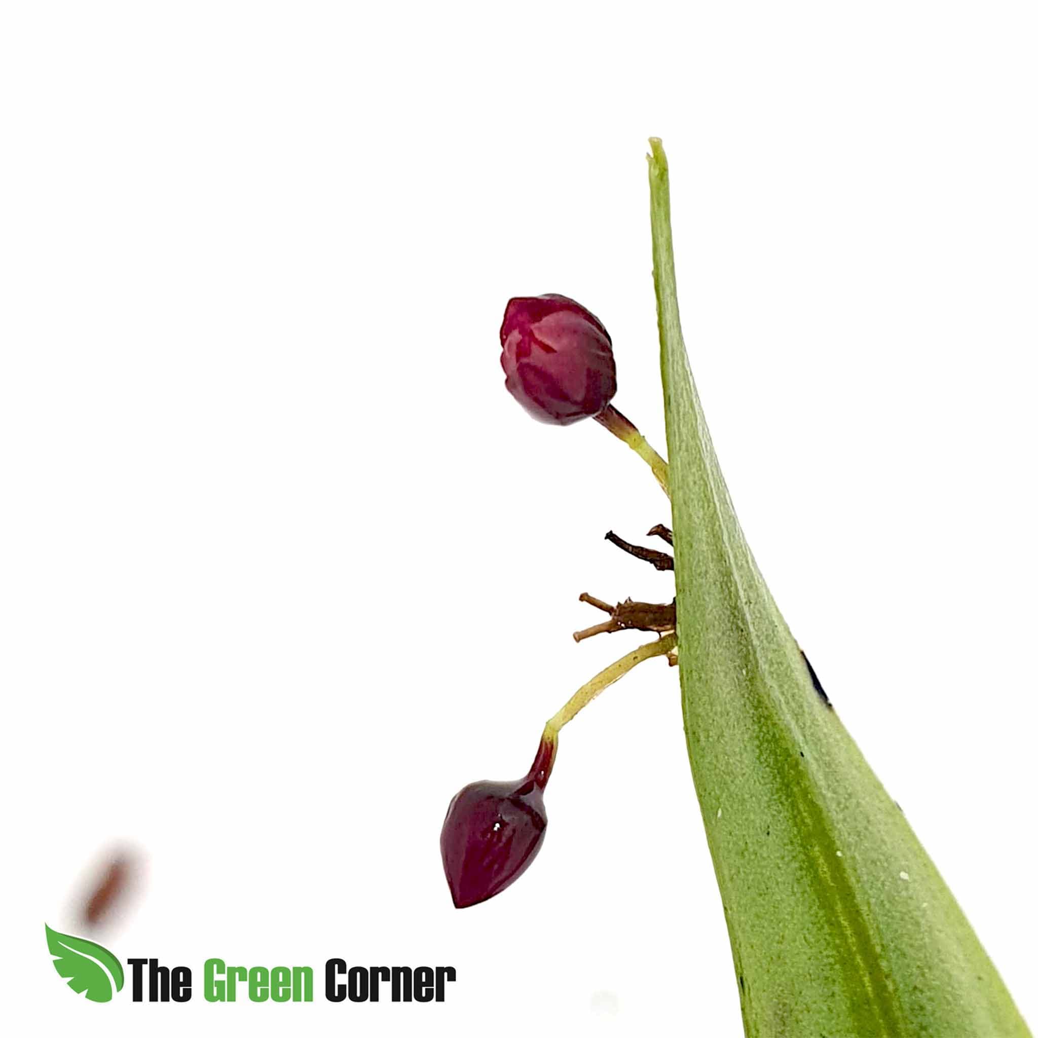 Pleurothallis ruscaria: Orquideas de ecuador 2