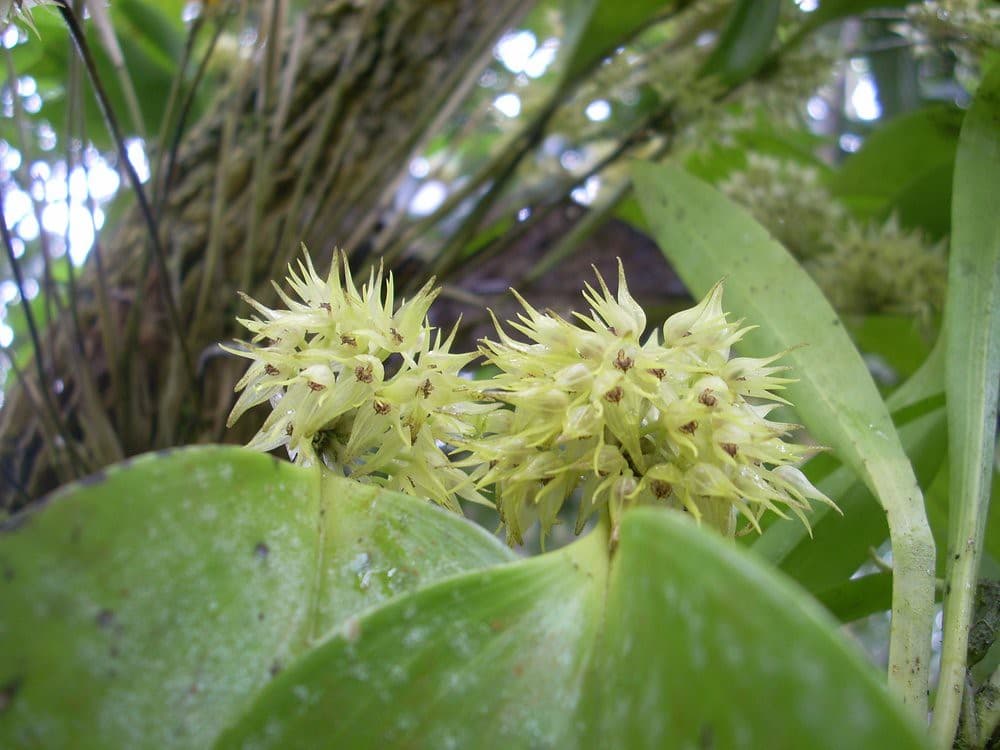 Pleurothallis ruscifolia: Orquidea de tamaño medio 4