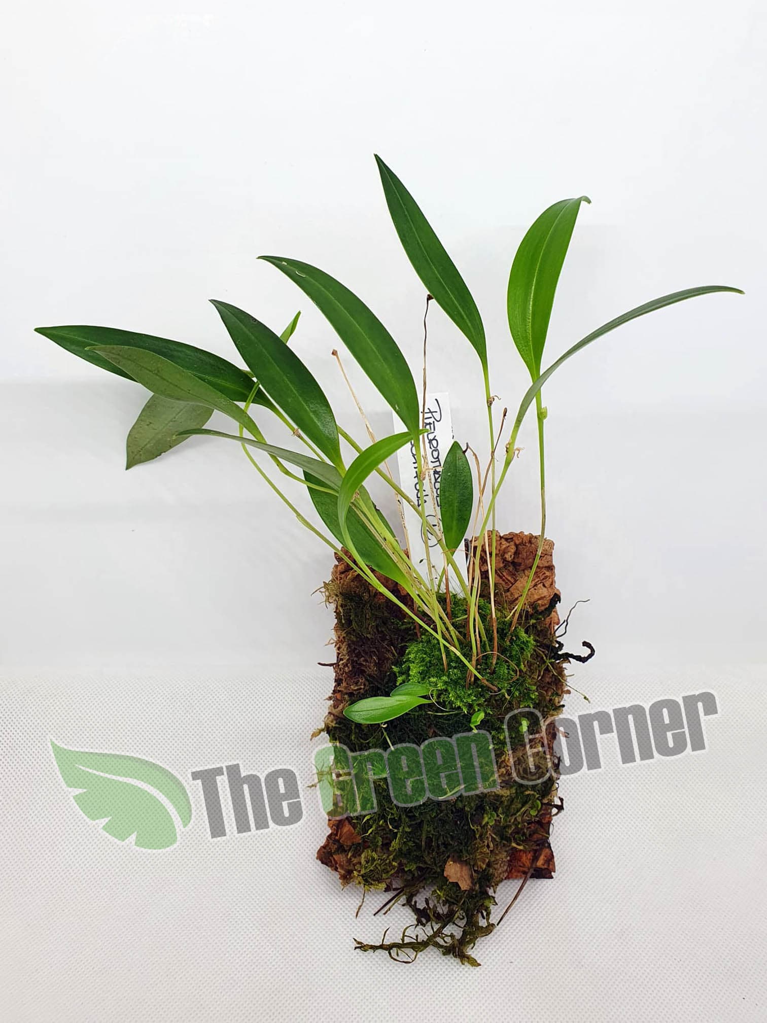Pleurothallis ruscifolia: Orquidea de tamaño medio 2