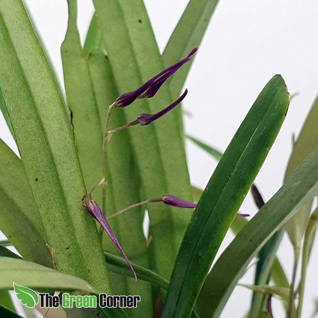 Pleurothallis tenuisepala: Orquideas de ecuador 2