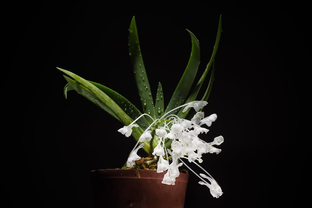 floraciones abundantes y blancas inmaculadas.