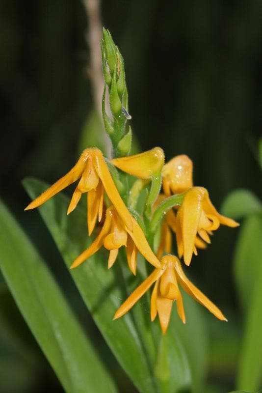 Polystachya bella: Orquidea de tamaño medio 2