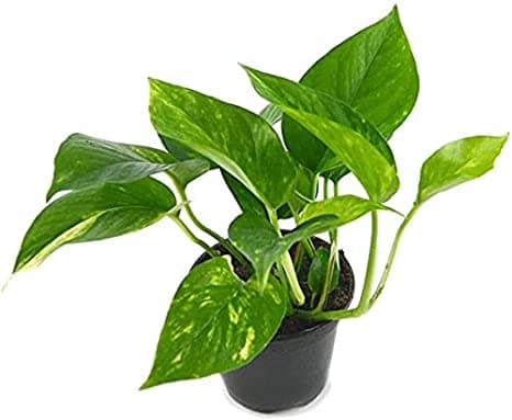Epipremnum Aureum: Pothos 3
