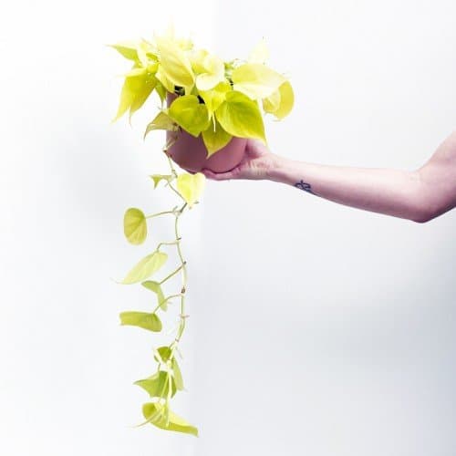 EPIPREMNUN "GOLDEN POTHOS" 2
