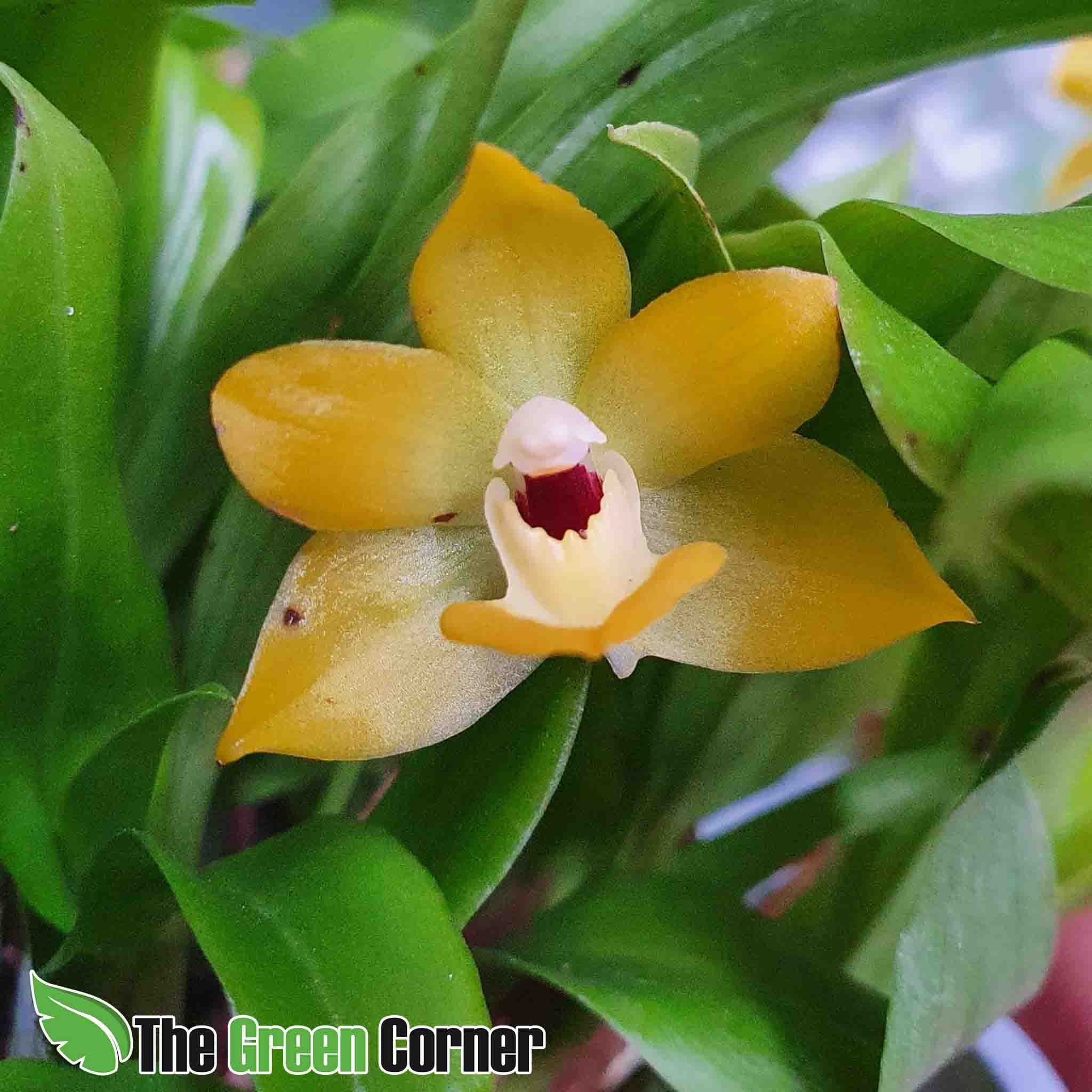 Promenaea xanthina: Orquidea de tamaño medio