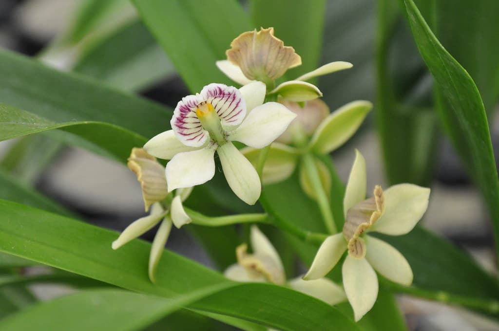prosthechea radiata: Orquidea de pequeño tamaño 4