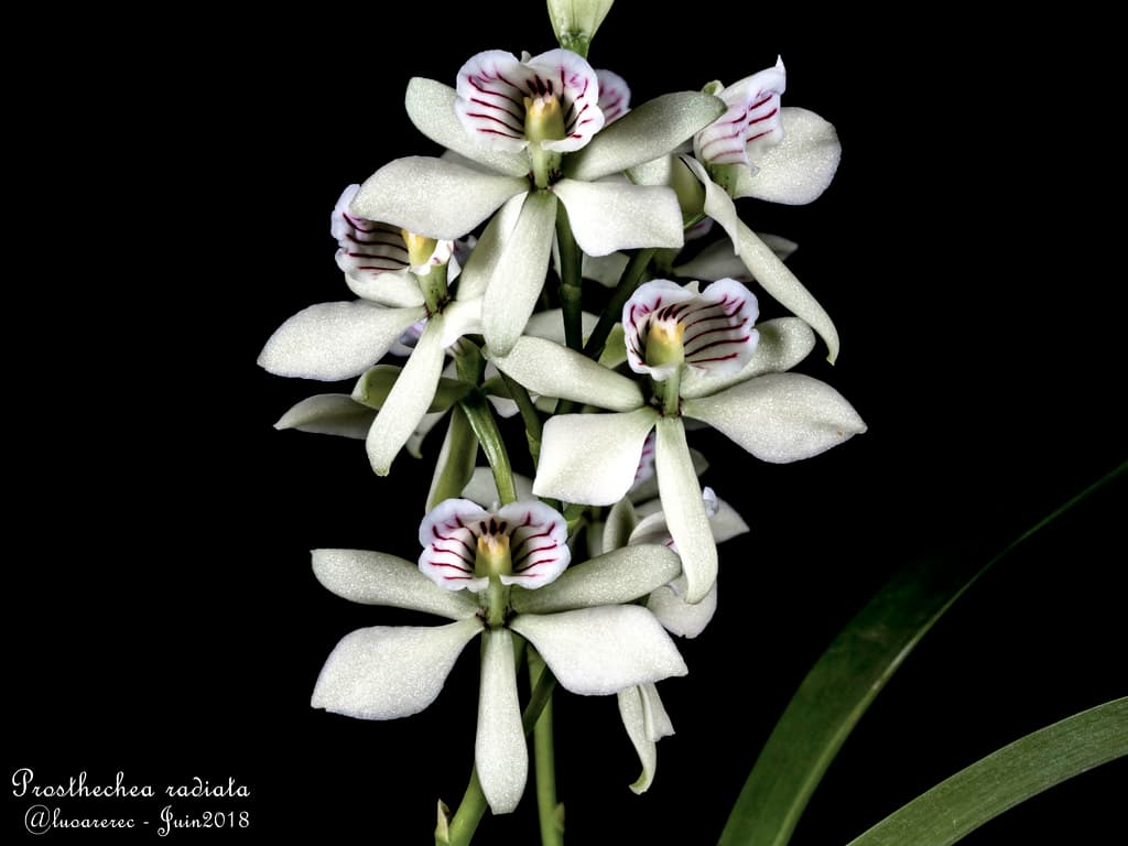 prosthechea radiata: Orquidea de pequeño tamaño 3