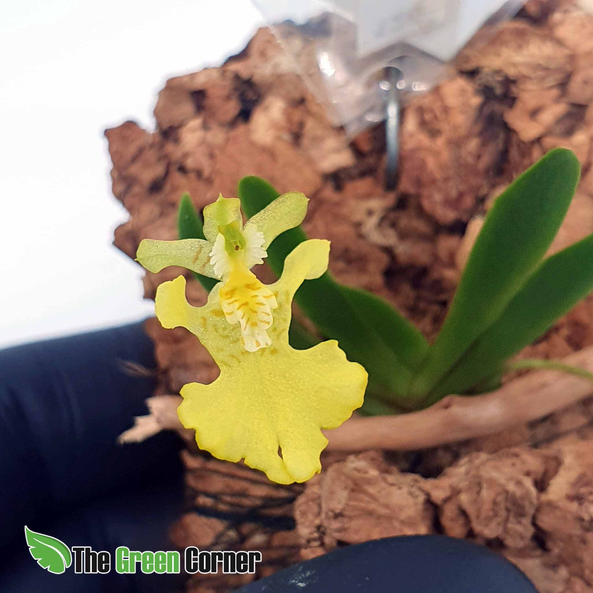 con unas flores muy grandes en relacion al tamaño de la planta. Una de las miniaturas mas famosas.