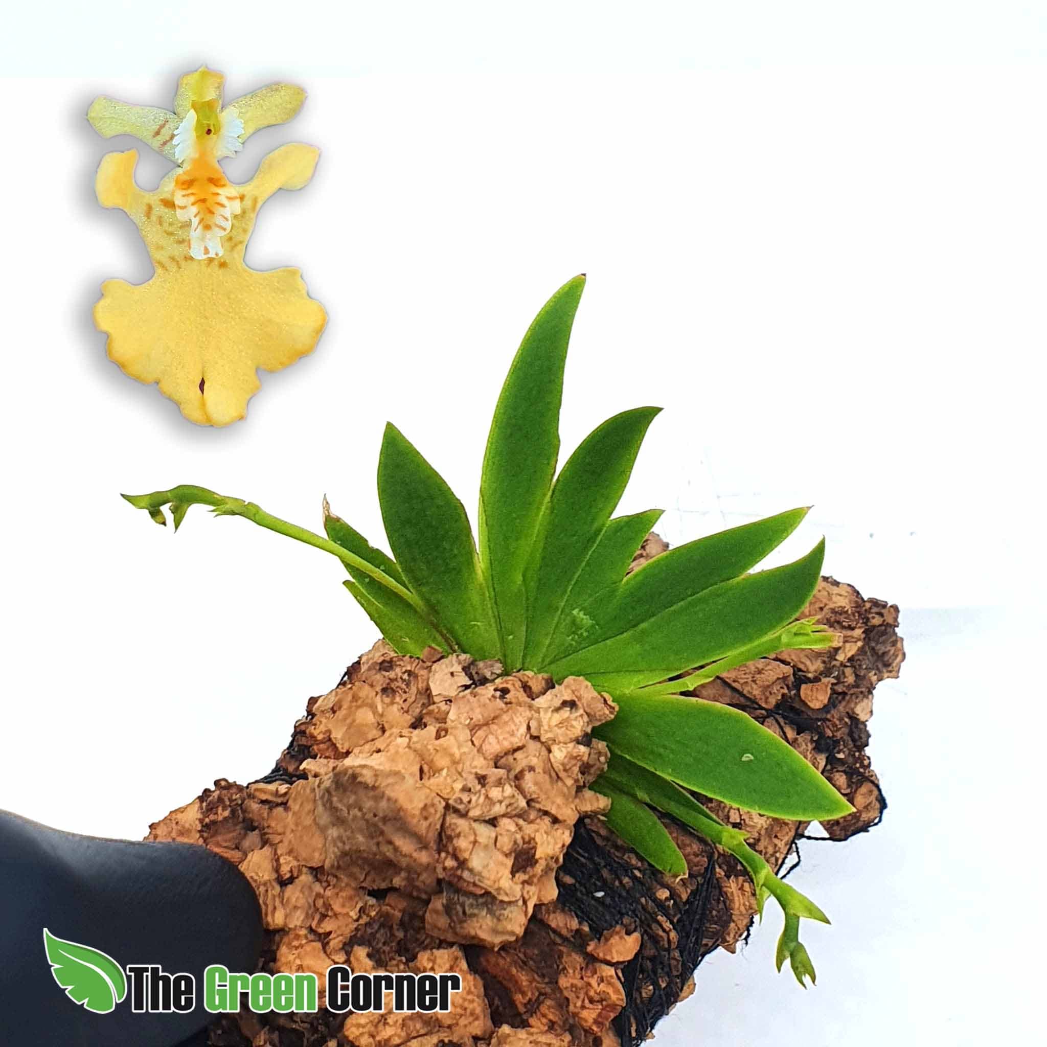 Psygmorchis Pusilla: Impresionante orquidea miniatura