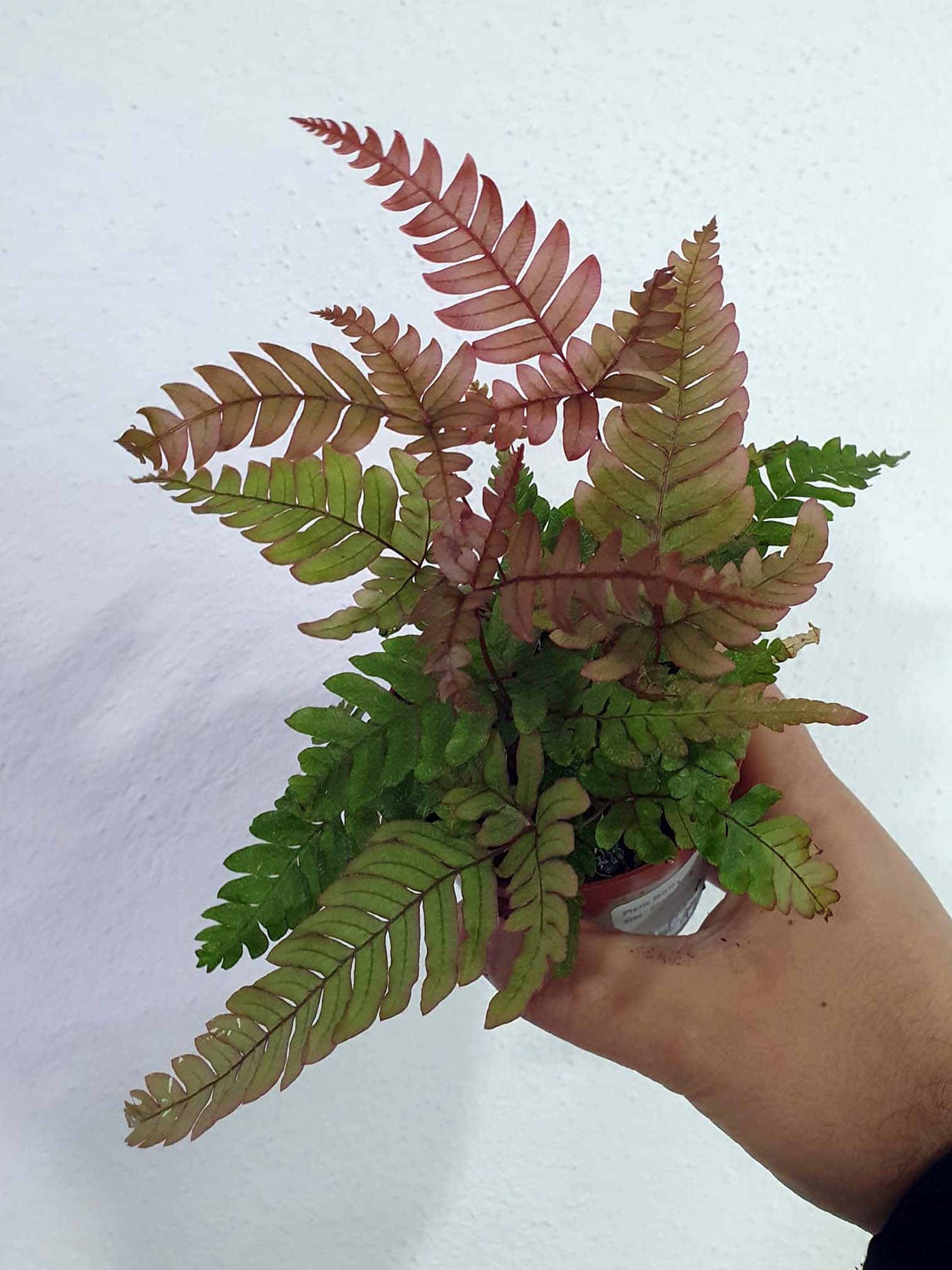 Helecho Pteris: Helechos de diversas formas y tamaños especialmente apropiados para su uso en terrarios tropicales.