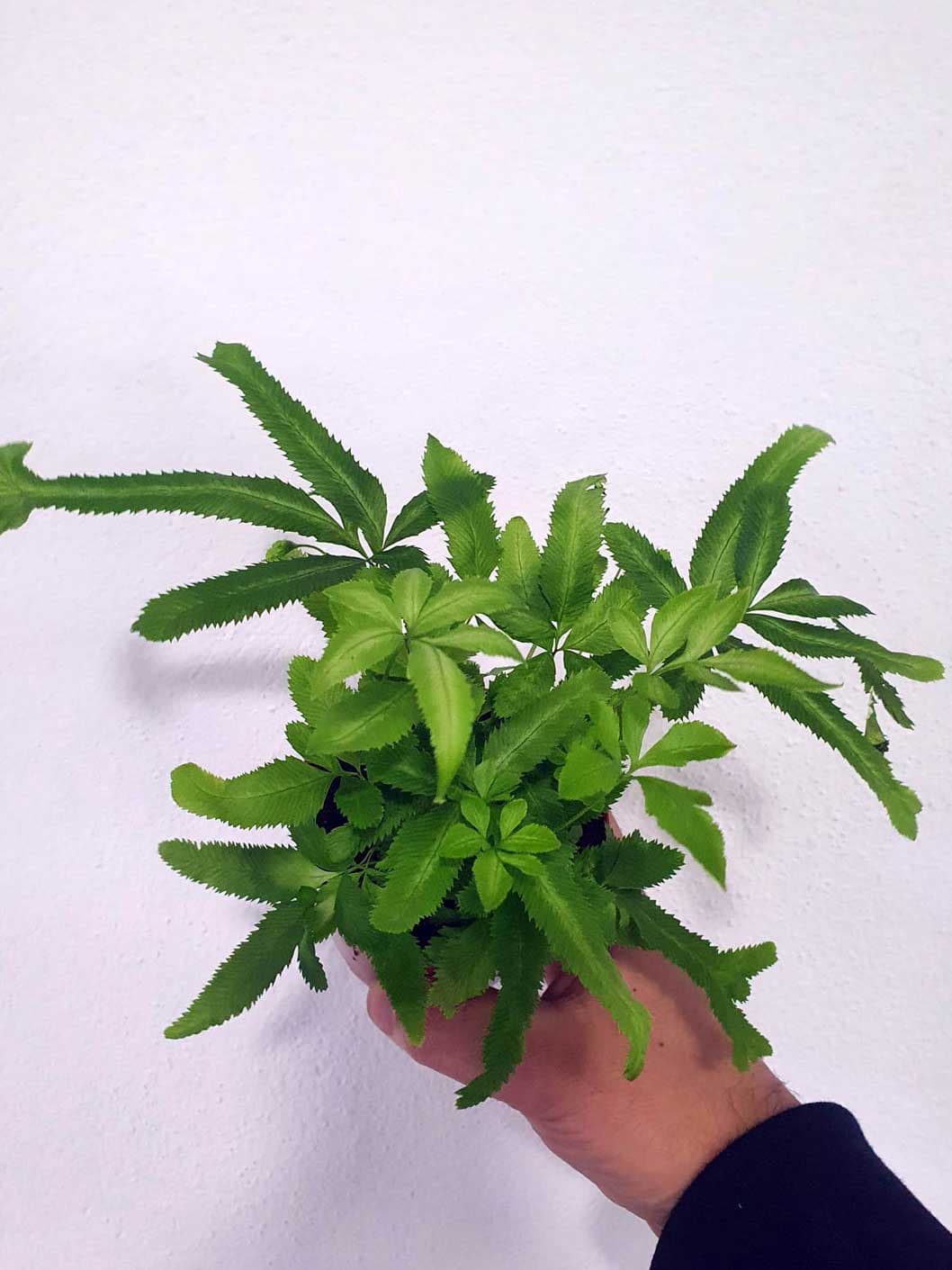 Helecho Pteris: Helechos de diversas formas y tamaños especialmente apropiados para su uso en terrarios tropicales.