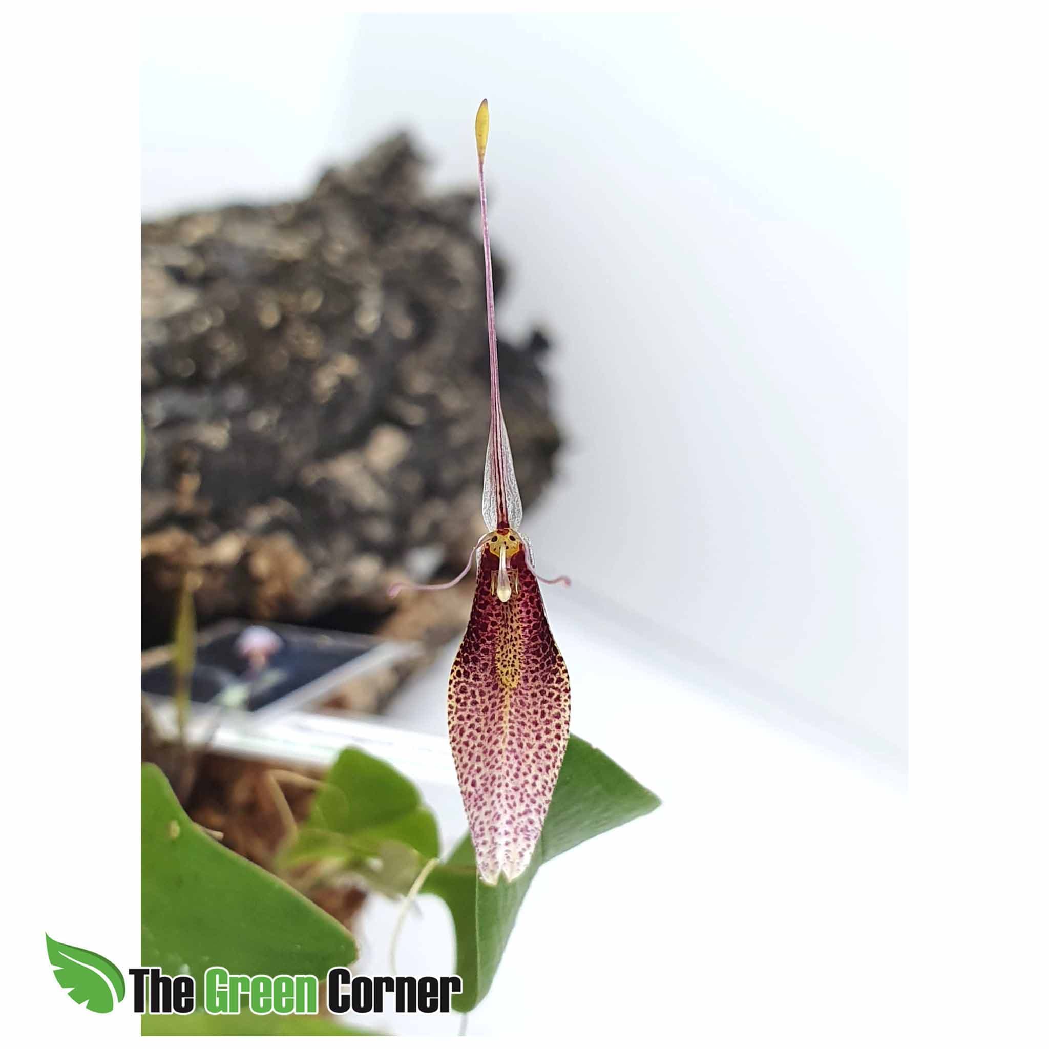 Restrepia dodsoni: Orquideas de ecuador 2