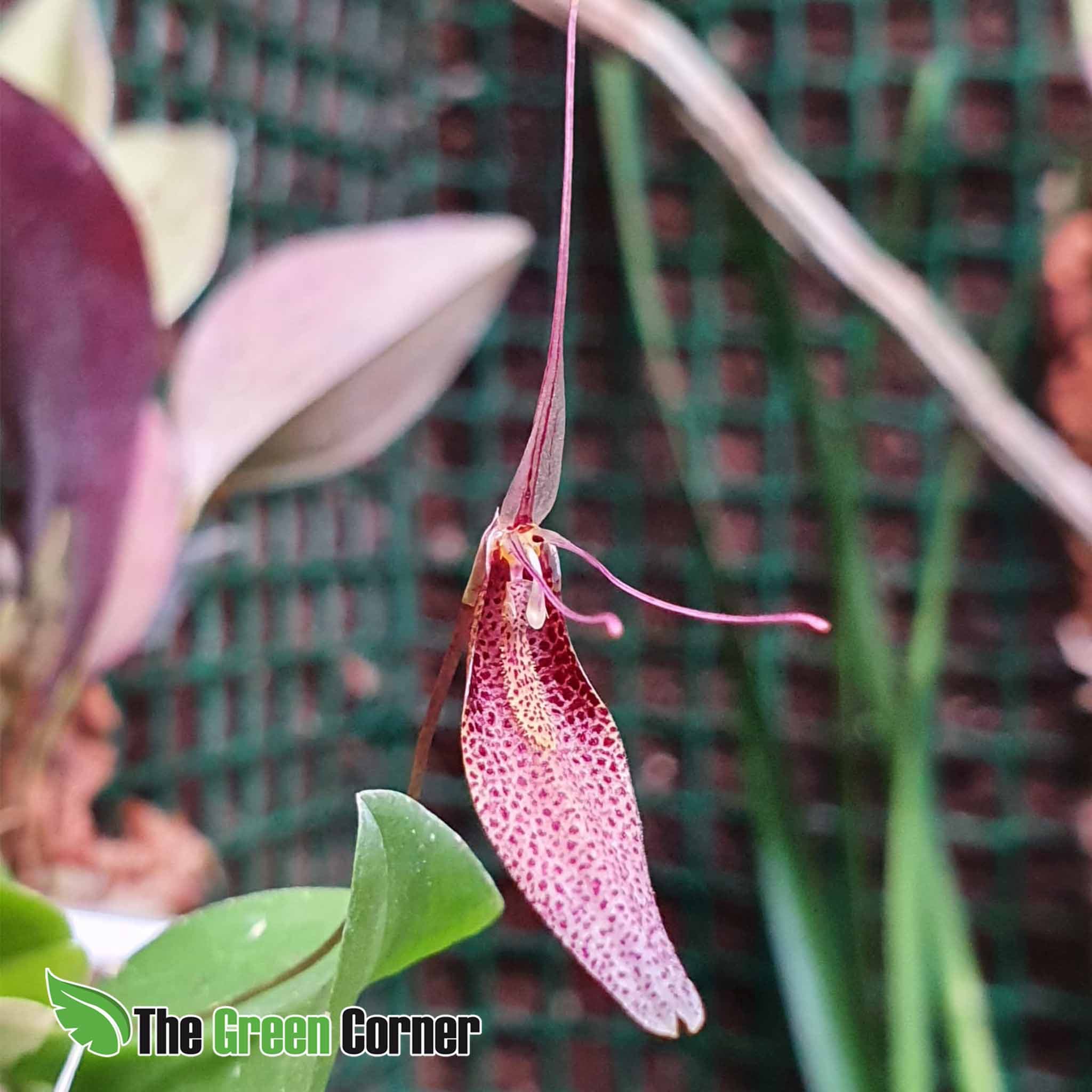 Restrepia dodsoni: Orquideas de ecuador 3
