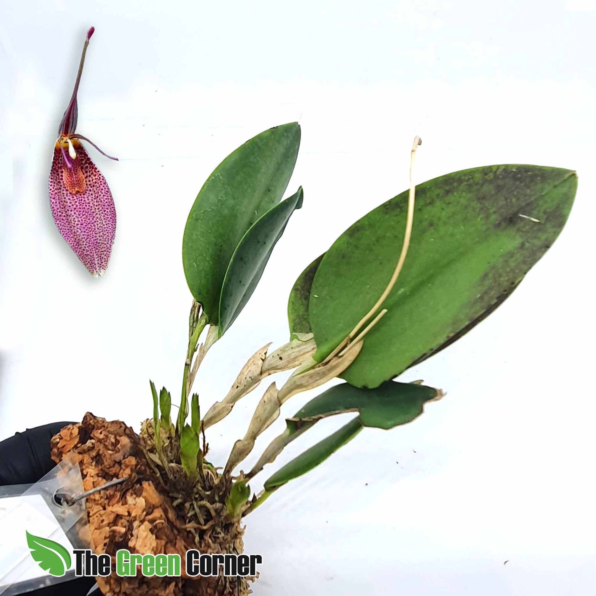 Restrepia guttulata es una orquídea de pequeño tamaño que crecerá de forma estupenda en casa. Florecen varias veces al año. Muy sencilla.