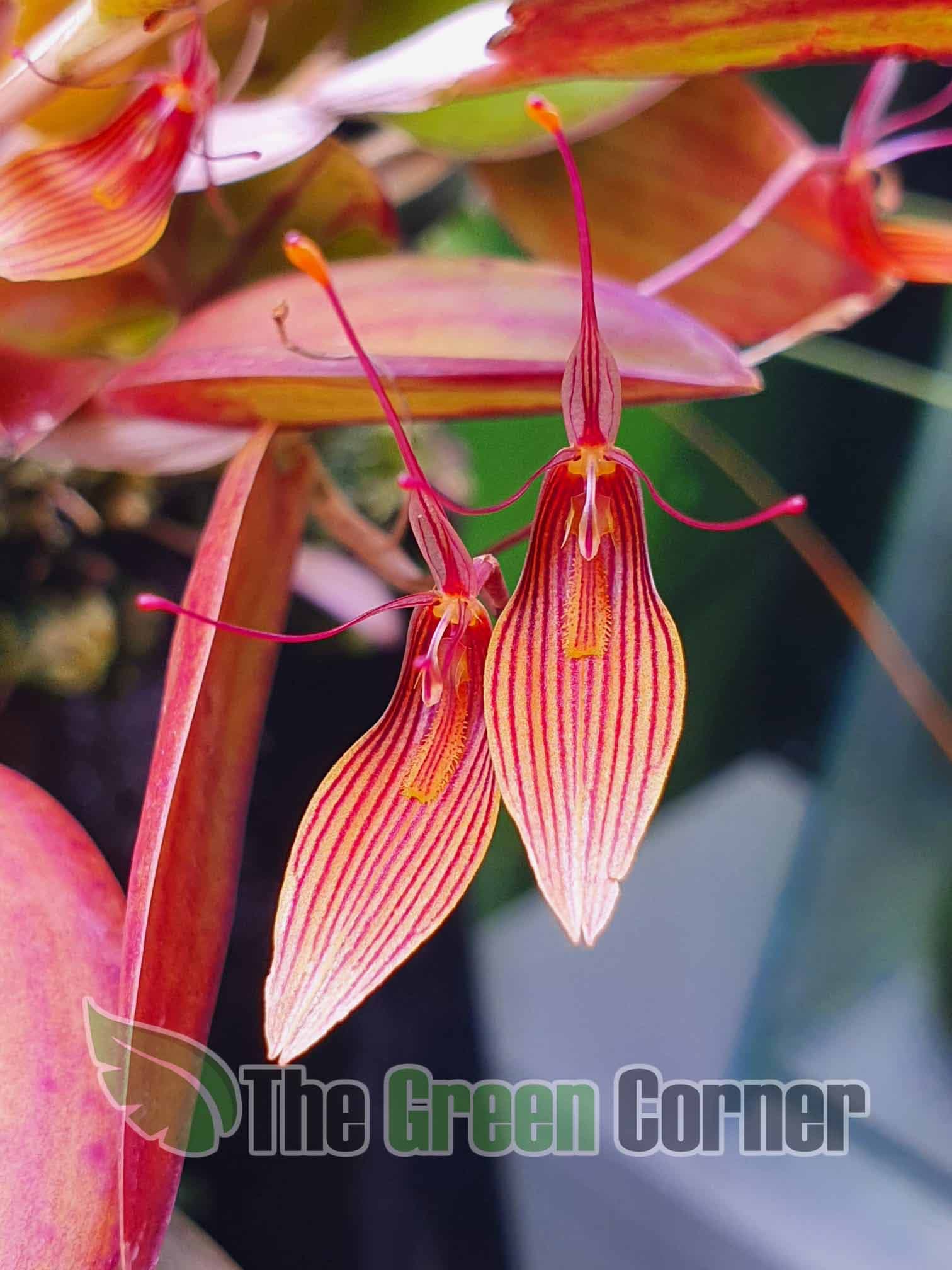Restrepia trichoglossa es una orquídea de pequeño tamaño que crecerá de forma estupenda en casa. Florecen varias veces al año. Muy sencilla.